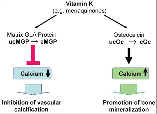 Are You Getting Enough Vitamin K Lewrockwell